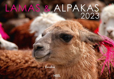 Cover Kalender Lamas & Alpakas 2023 | Heel Verlag