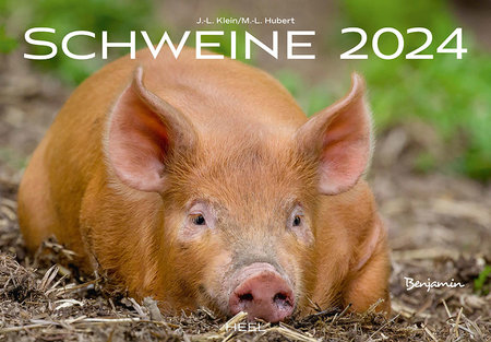 Cover Kalender Schweine 2024 | Heel Verlag